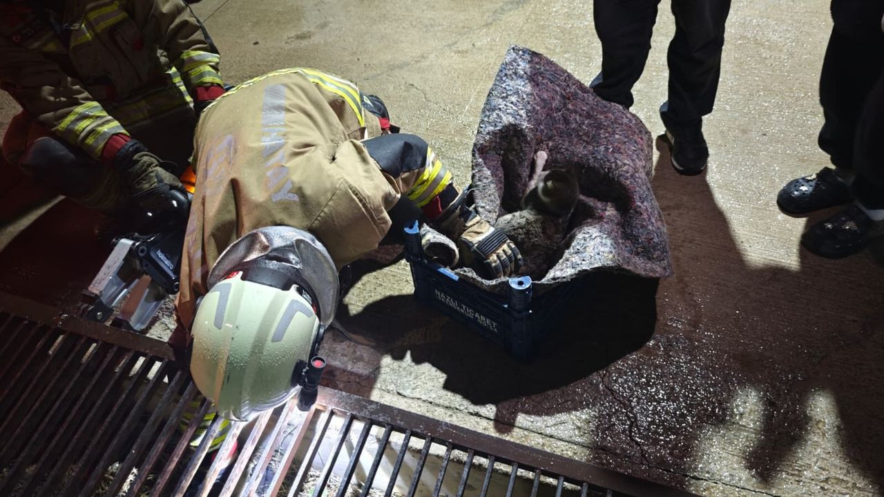 Kedi Yavruları ile Kurtarıldı