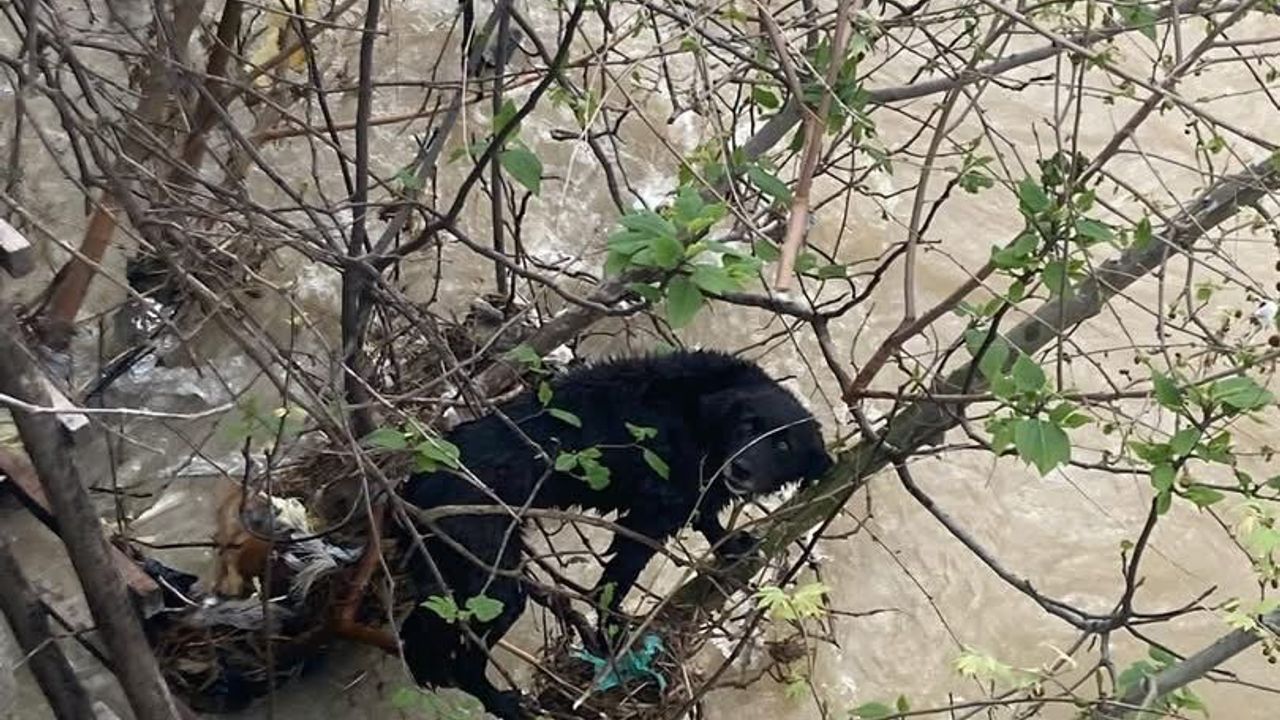 Sele kapılan köpek kurtarıldı