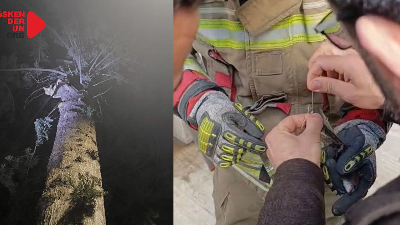 İpe Dolanan Kuş, Ağaçta Mahsur kalan kediyi Kurtardılar