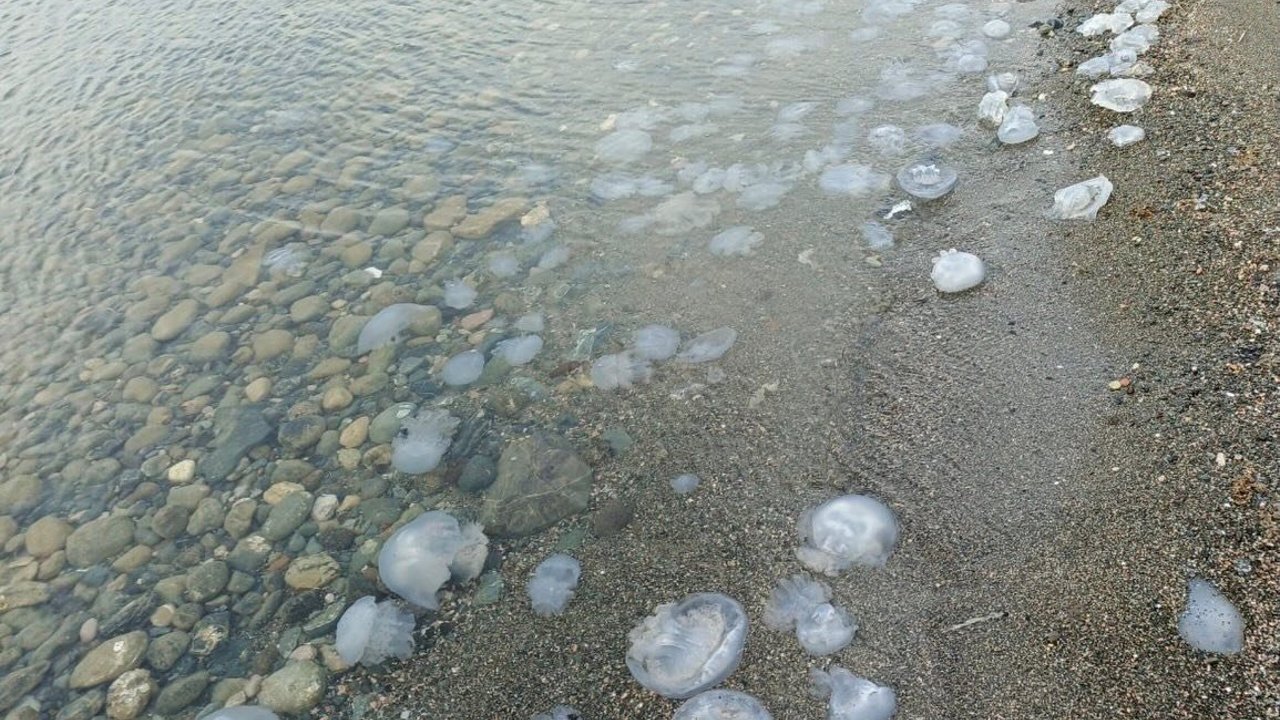 Körfez Sahillerinde Denizanası Yoğunluğu…