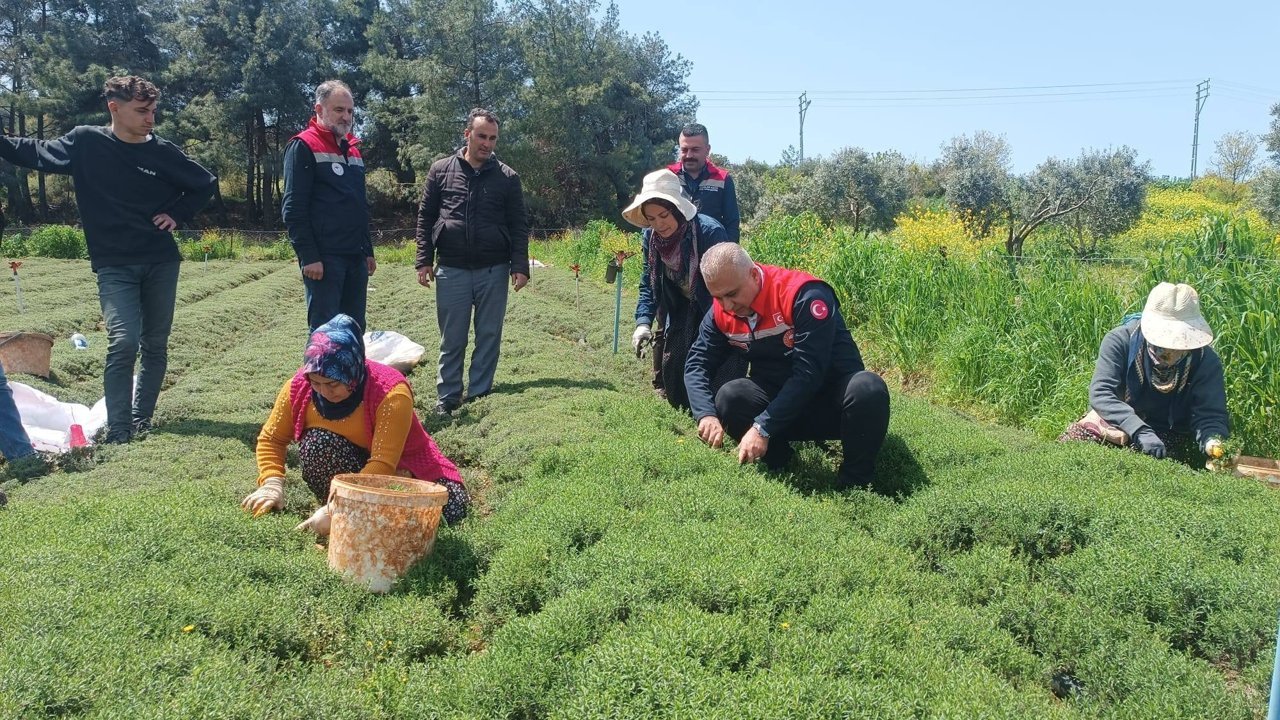 Hatay’da Kekik Hasadı Başladı