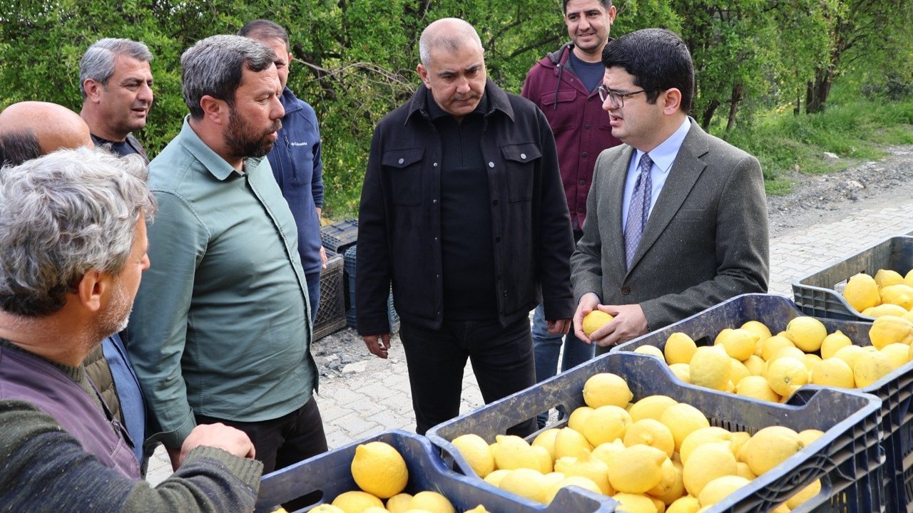 Kaymakam Limon Hasadı Yaptı