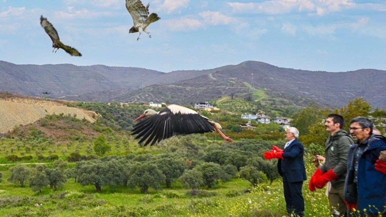 Tedavi Edilen Yabani Kuşlar doğaya bırakıldı