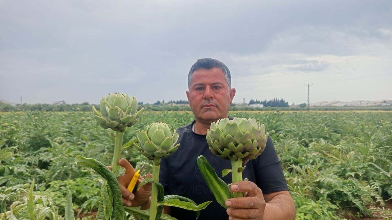 Enginar’ın Yemeğini Beğenince Ekimini Yaptı