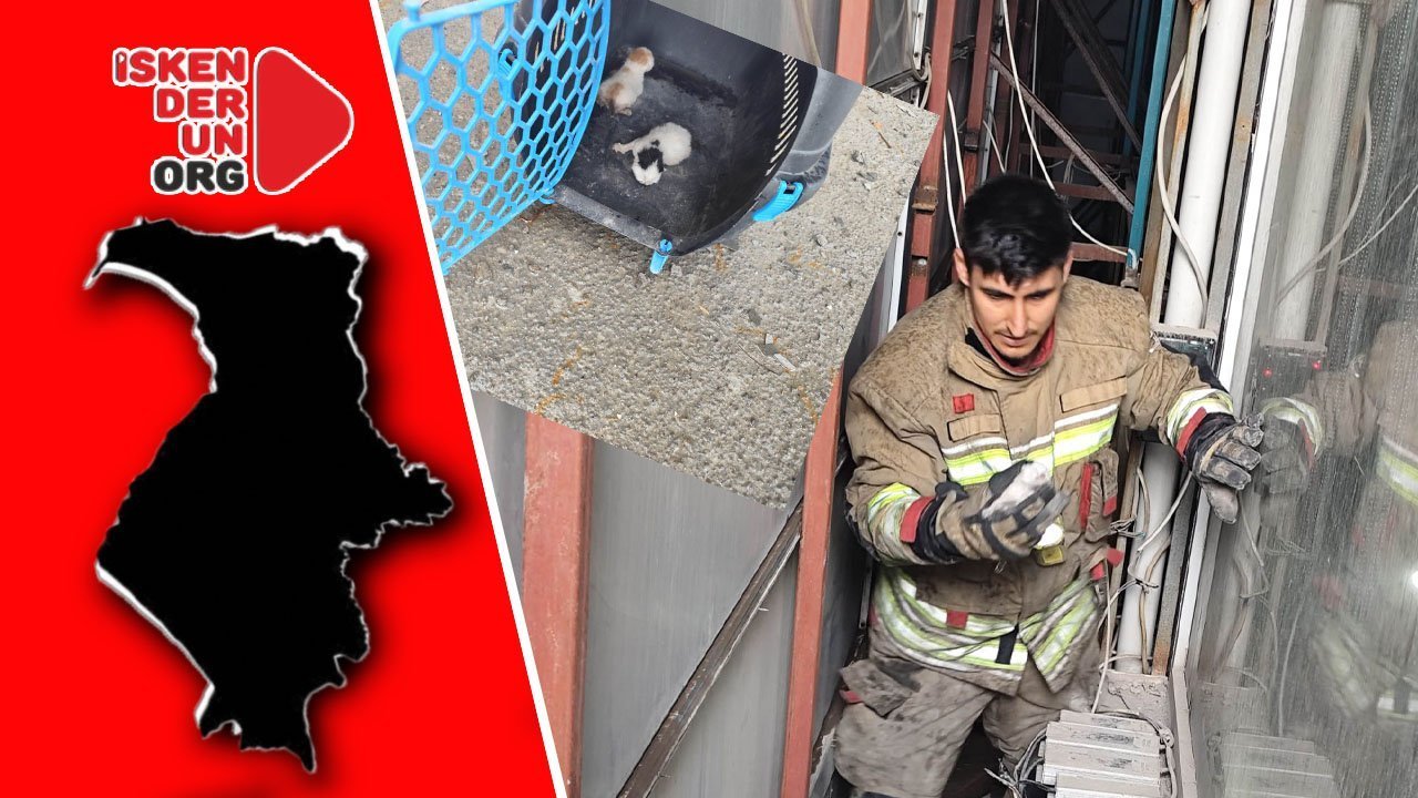 Yavru Kediler Kurtarıldı
