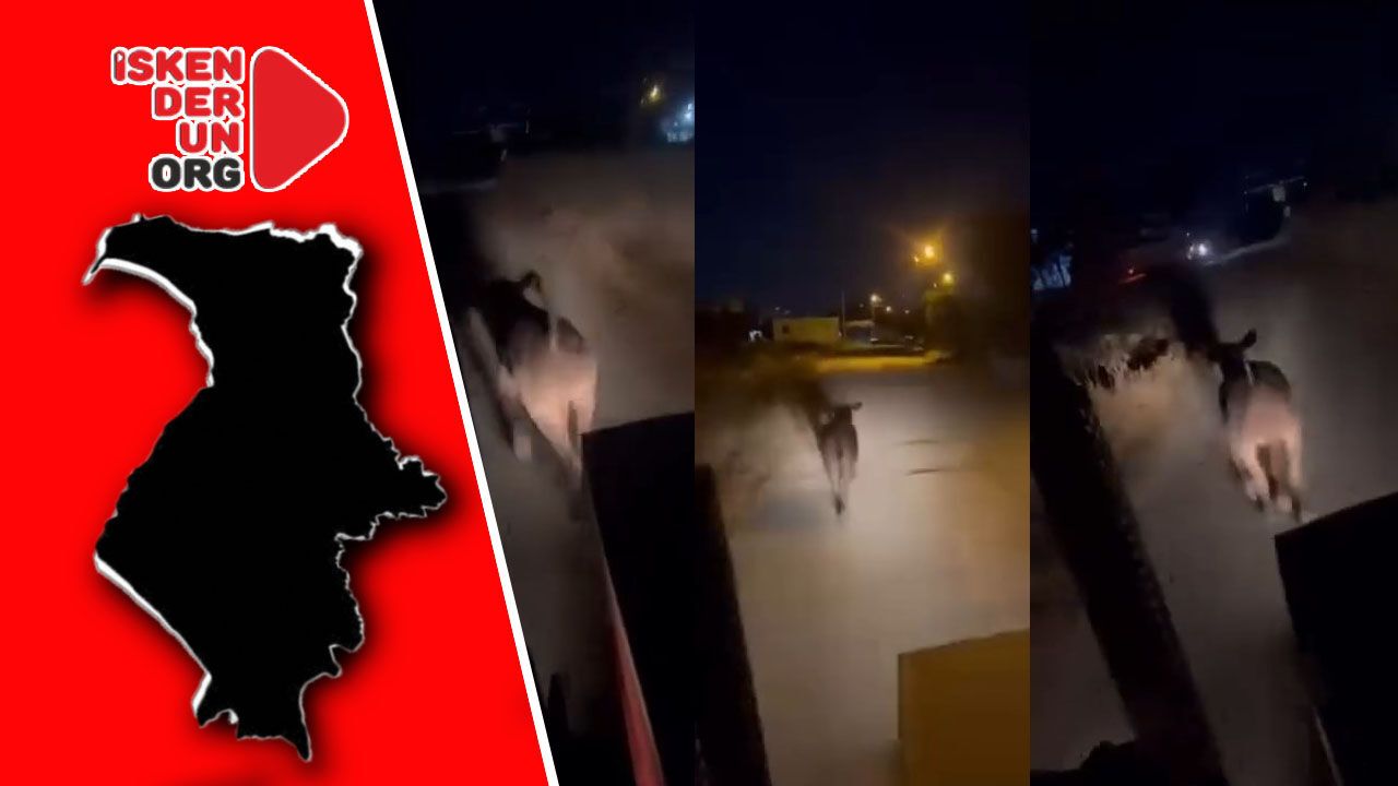 Büyükbaş Hayvan Ortalığı Karıştırdı