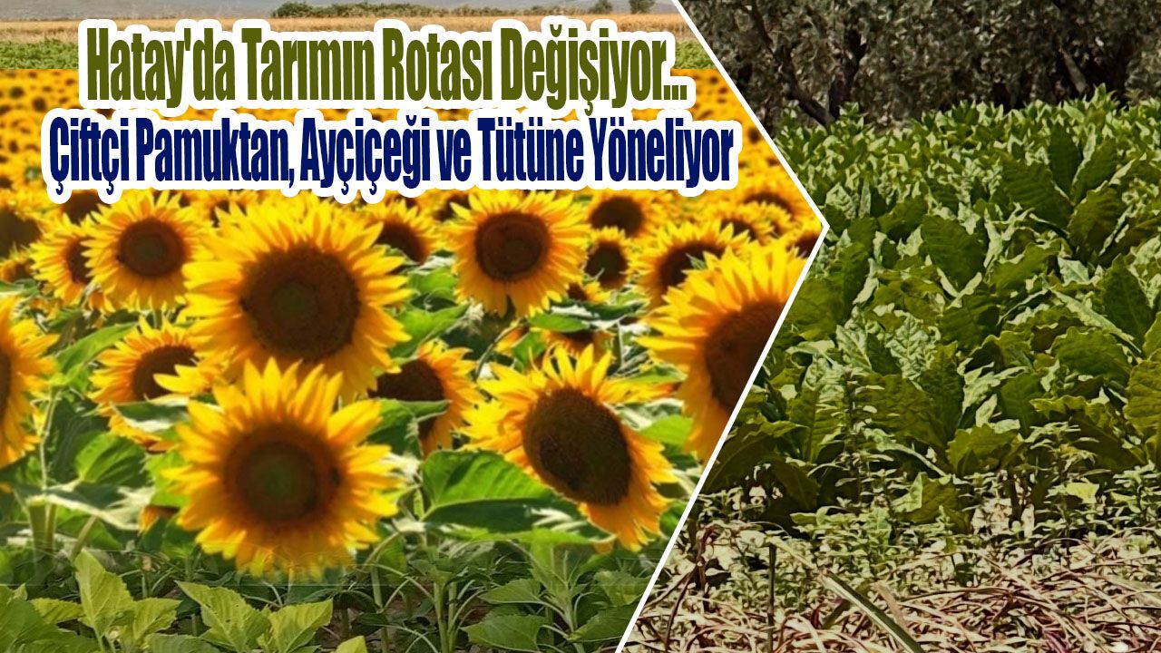 Çiftçi Pamuktan, Ayçiçeği ve Tütüne Yöneliyor