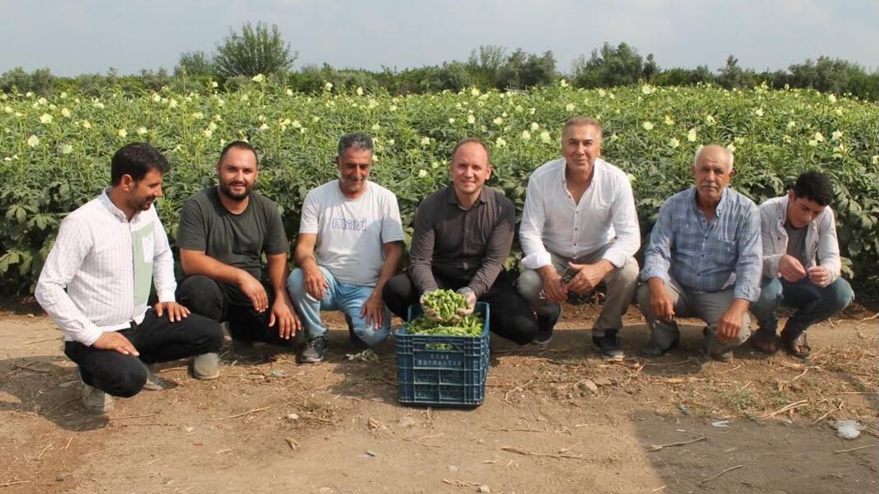 Erzin Kaymakamı Akpınar Bamya Hasadında