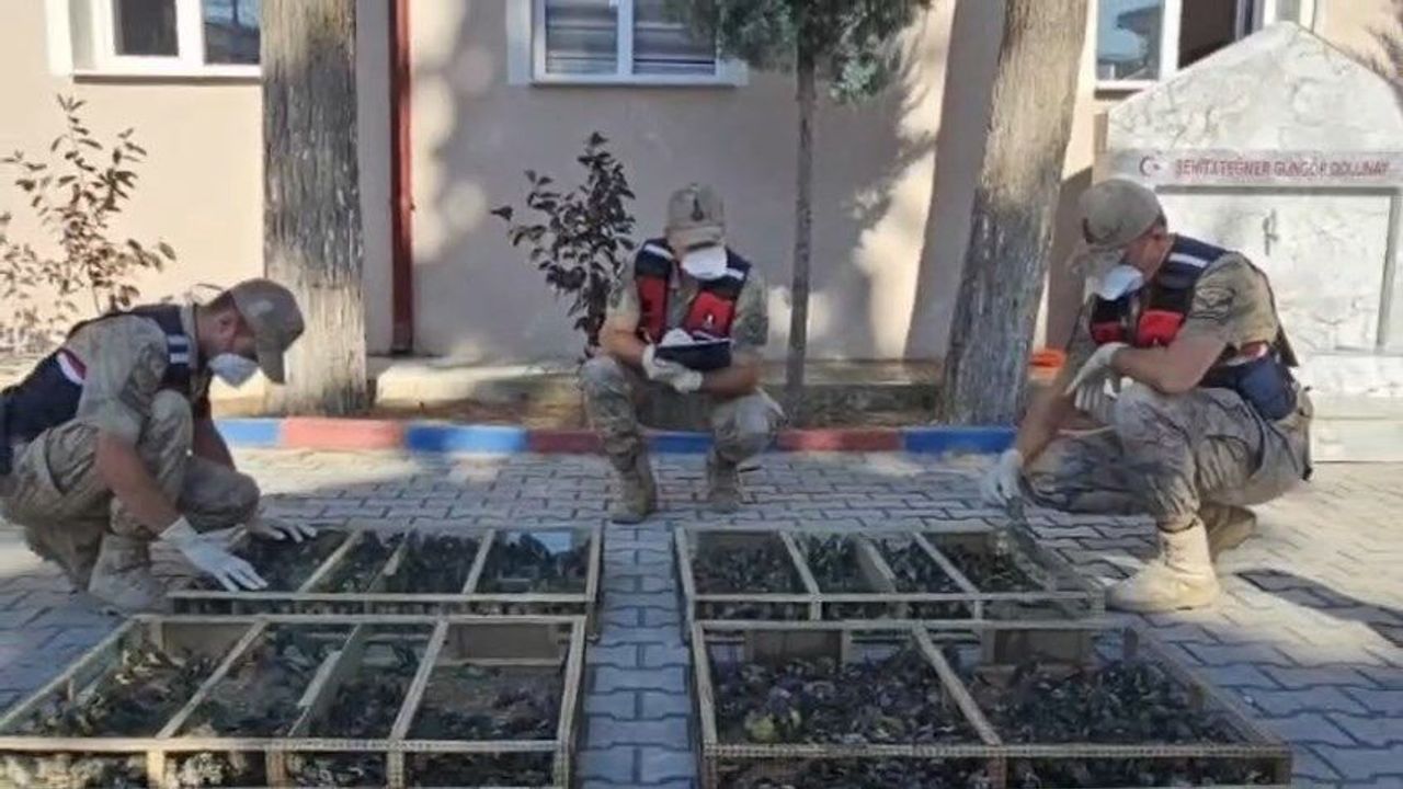 Traktör ve Römorkta 2 Bin 114 Saka Kuşu yakalandı