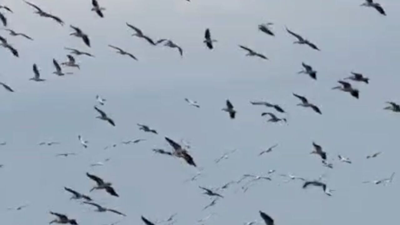 Göç yolculuğu renkli görüntülere sahne oldu