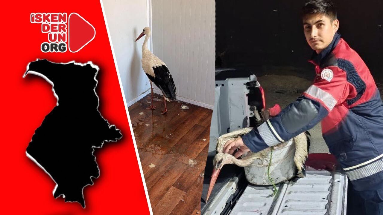 Göç Yolunda Yorgun Düştü