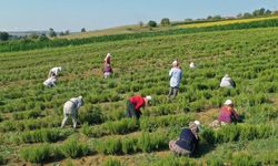 Kocaeli'de tıbbi ve aromatik bitkilerin hasadı başladı