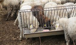 Hayvancılara Çoban Haritası desteği
