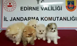 Edirne'de hayvan kaçakçılığı operasyonu... 5 köpek kurtarıldı!