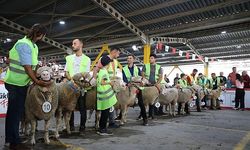 İnegöl’de Koç Ve Tavuklar Kıyasıya Yarıştı