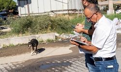 Sahipsiz Köpek Popülasyonu Yönetimi İzmir Eylem Planı uygulanıyor