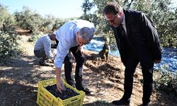 Mudanya Belediyesi zeytin üreticisinin yanında