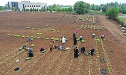 TABİP öğrencilere anlatıldı;  5 milyon fide toprakla buluşturuldu