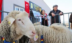 Aliağa Belediyesi’nden Üreticilere Koç Desteği