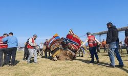 Torbalı'da deve güreşi festivaline rekor katılım