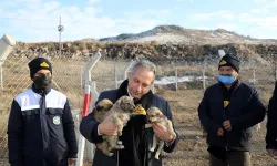Türkiye'ye örnek Pati Evi...