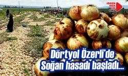 Hatay’ın Dörtyol İlçesinde Soğan Hasadı Başladı