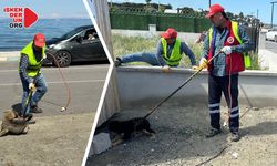 Arsuz’da Sokak Köpekleri Toplanıyor…