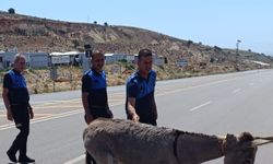 Trafiğe çikan Eşek Heyecan Yarattı
