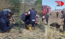 Kurbanlık Koyunlar Çamura Saplandı