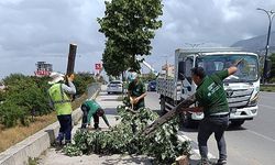 Fırtınanın Zarar Verdiği Ağaçlar Kaldırıldı