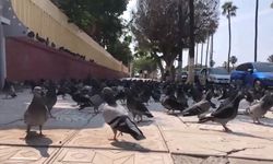 Büyük İskender'in Mirası, Kent Yaşamının Vazgeçilmezi…