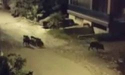 Domuzlar Sokaklarda Yiyecek Arıyor