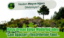 “Çam Ağaçları” Eleştirilerine Yanıt…