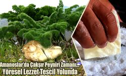 Amanoslar’da Çakşır Peyniri Zamanı…
