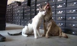 Depremzede köpekten, kediye annelik şefkati…