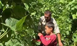 Hassa’da Fasulyeler Türkülerle Toplandı