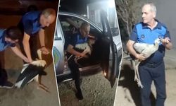 Göç yolunda yorulan leyleğe zabıta şefkati…