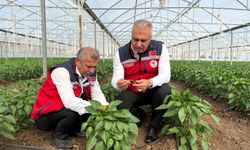 Biber ve Karnabahar Üreticisine İnceleme