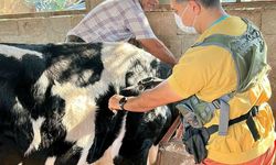 Hatay’da Hayvan Sağlığı Çalışmaları Sürüyor
