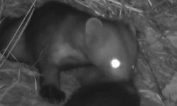 Hatay’da Sansarlar Gece Kameralara Takıldı