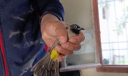 Bacaya sıkışan kuş kurtarıldı