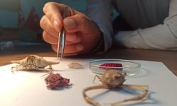 İskenderun Körfezi’nde 2 CM’lik Yengeç…