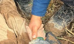 Toraga Gömülü Bulundu