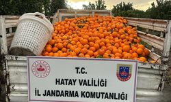 Erzin’de Narenciye Bahçesinde Hırsızlık...