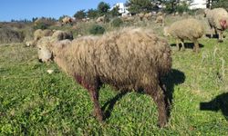 Arsuz'da Küçükbaş Hayvanlara Yırtıcı Saldırısı…