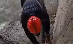 Yavru köpekler kurtarıldı