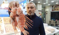 “Zehirli türlerden Aslan balığına da rağbet var”