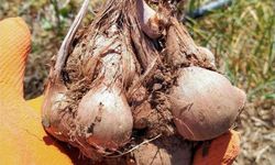 Hatay’da bu baharatın üretimi arttı…