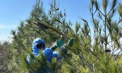 Amanoslarda Çam Kese Böceğiyle Mücadele…