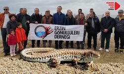 Çevrecilerden ‘İskenderun Kertenkelesi’ için güç birliği…